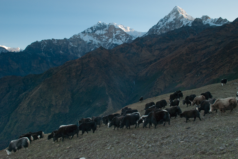 Yaks seen during the Khopra Trek