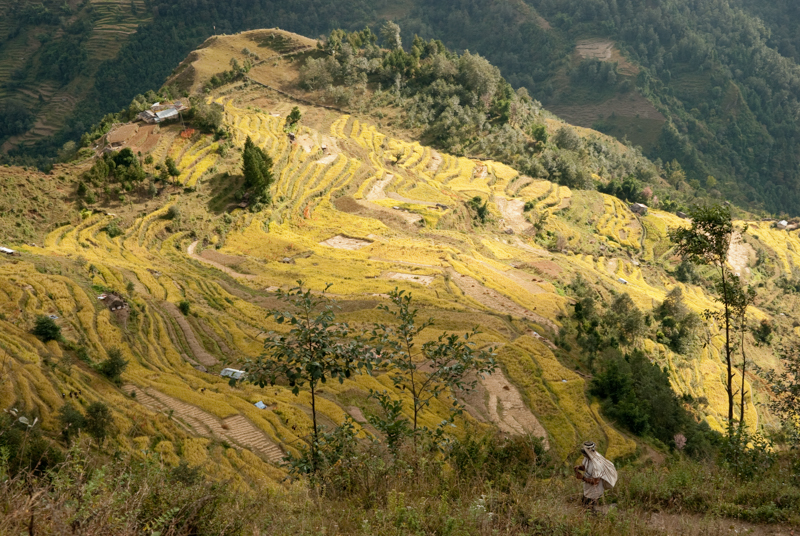 Layered crops fields seen during the Khopra Trek