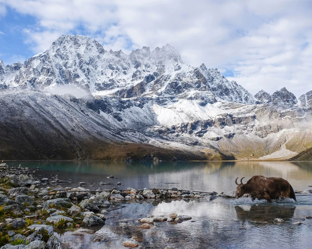 A yak, lake, and some mountains from the Yala Peak region