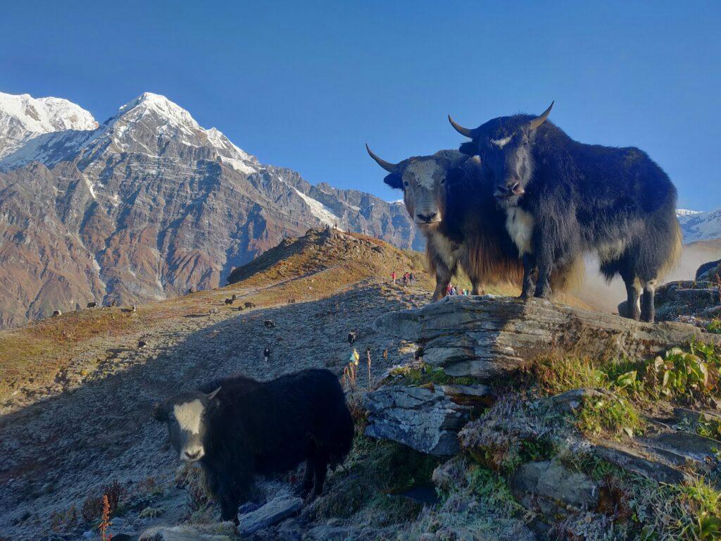 Yaks grazing along Mardi Himal Trek trail with snow peaks