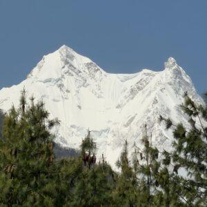 Manaslu Expedition peak view through pine forest