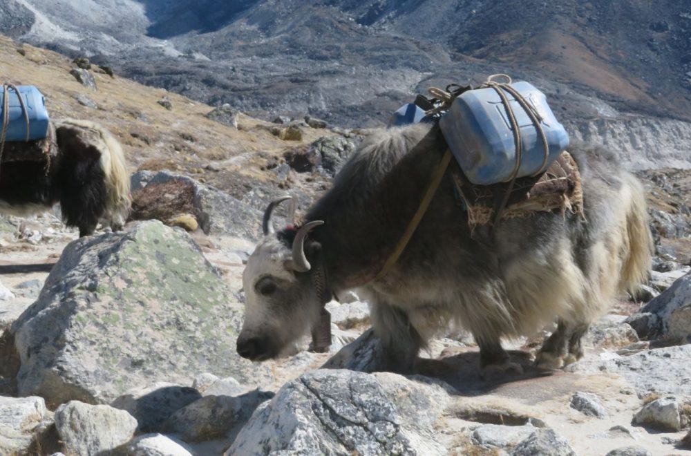Everest Base Camp