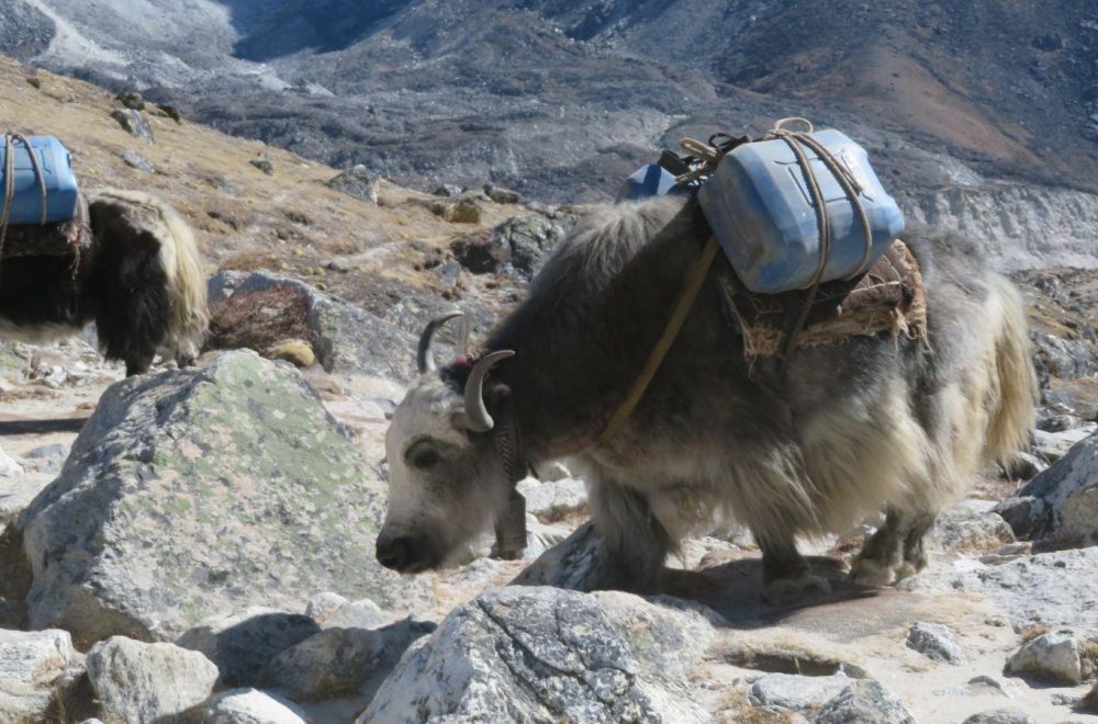 Everest Base Camp