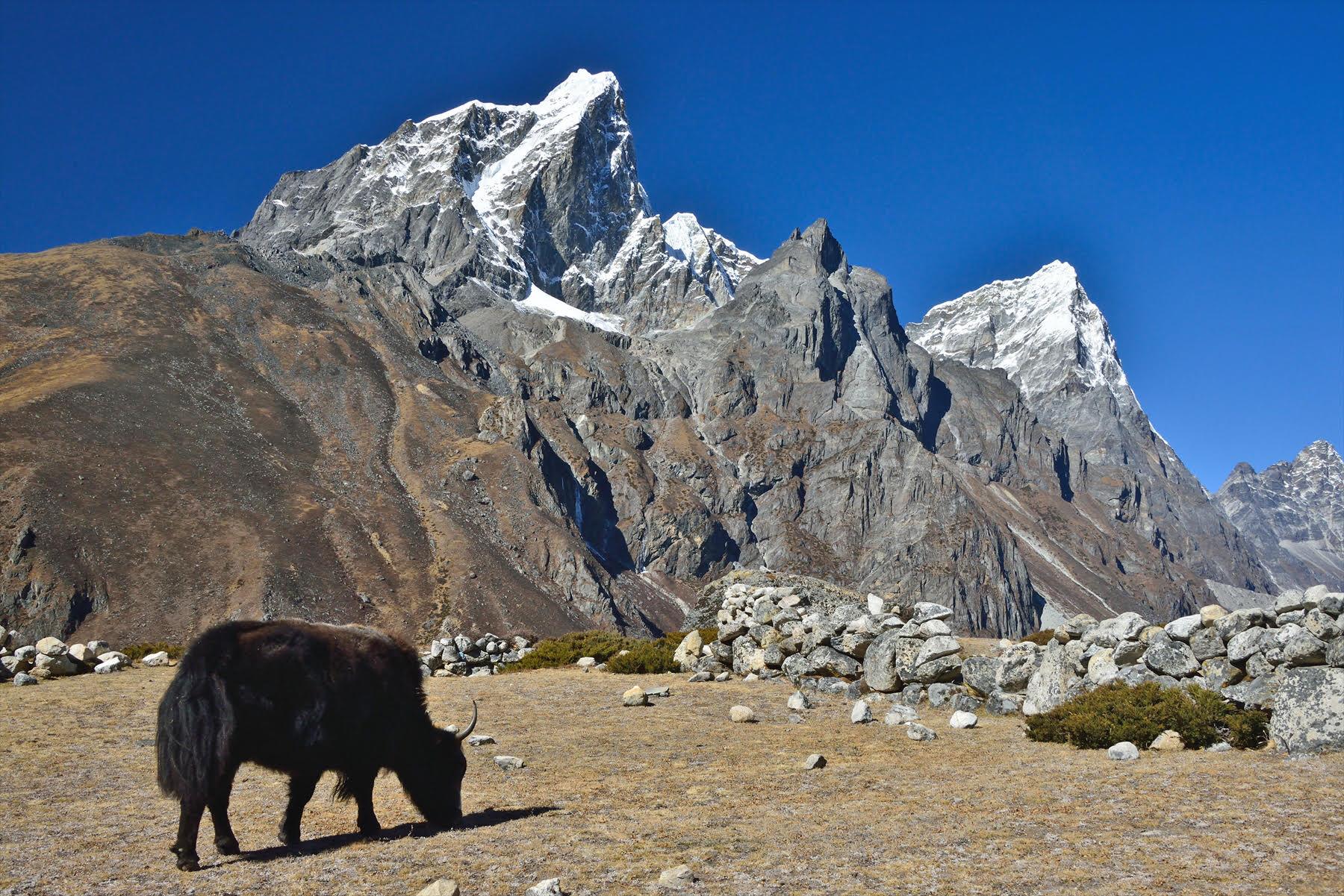 Yak grazing near Taboche Peak in Everest region Nepal