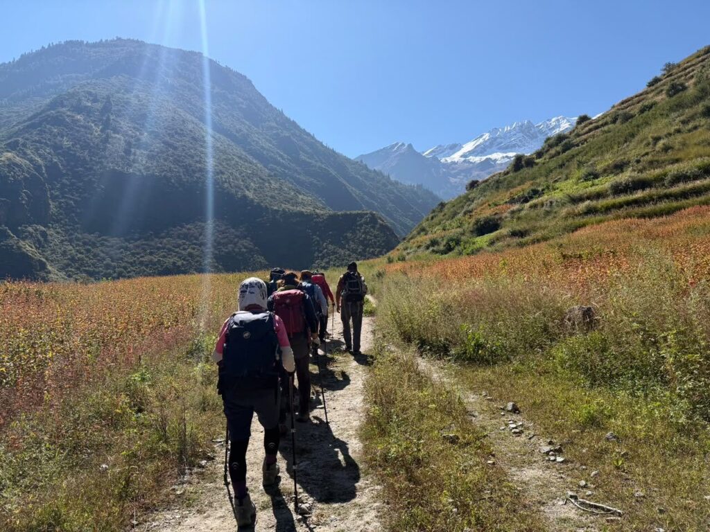 Trekkers walking through autumn buckwheat fields on the Lower Dolpo trek with snow peaks ahead